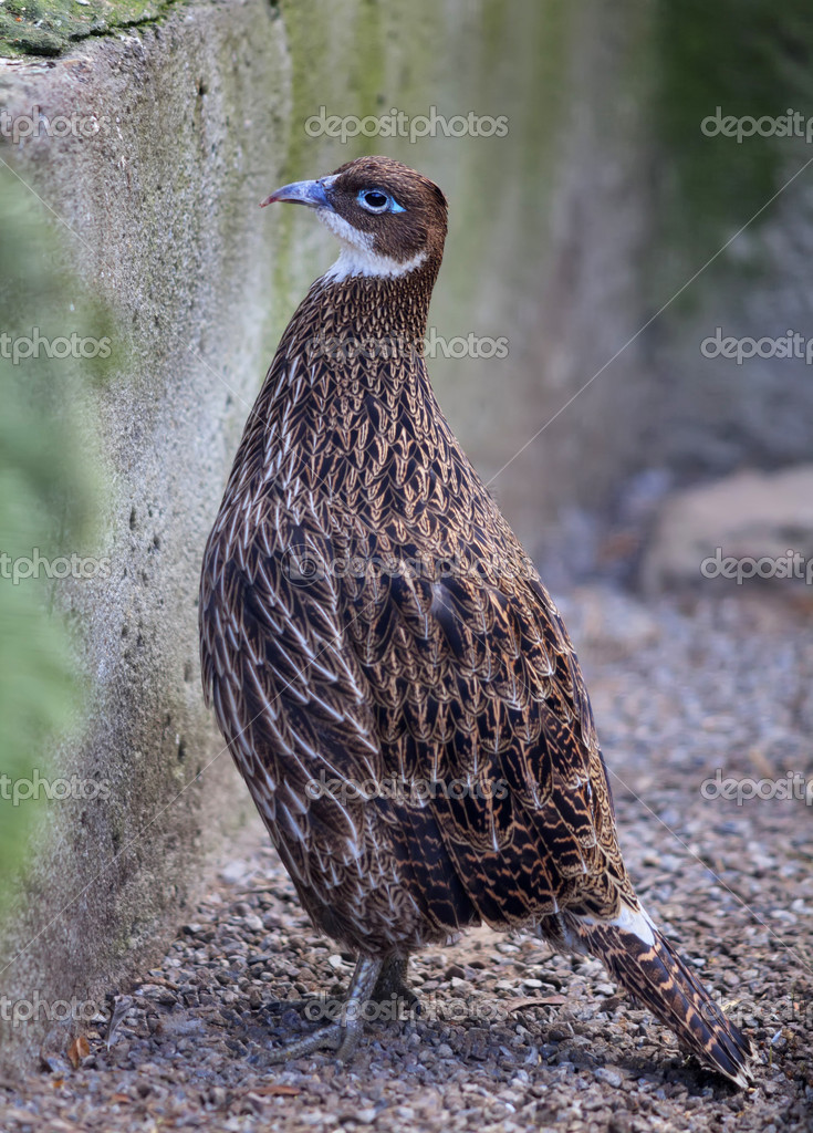 Nepali National Bird