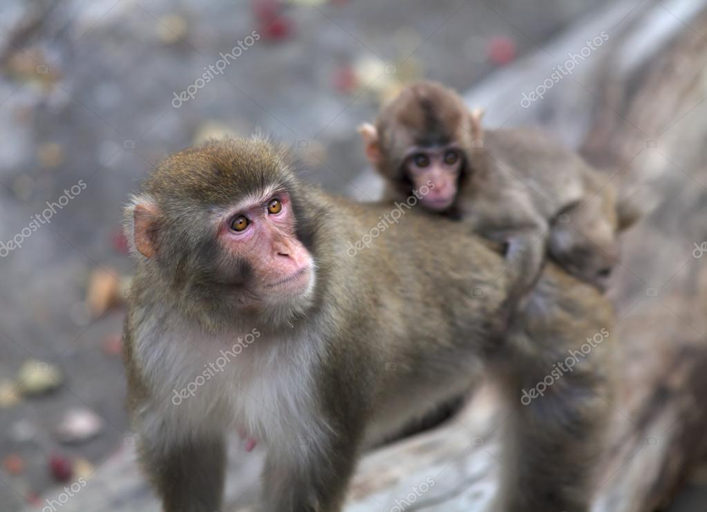 Mere Japonaise Macaque Avec Jeune Bebe Sur Le Dos Image Libre De Droit Par Olga Gl C