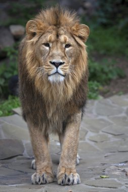 tam ekran portre genç asian aslan. Dikey görüntü.