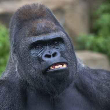 bir goril erkek, gümüş sırtlı, lider maymun aile, büyük dişleri gösterir..