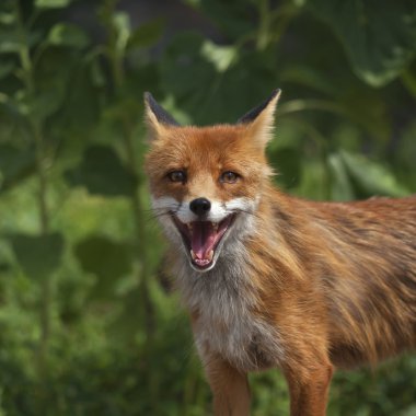 yüzü açık arkadaşlar red fox erkek portresi.