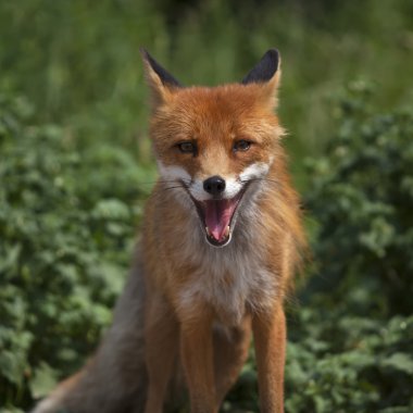 yüzü açık arkadaşlar red fox erkek portresi.