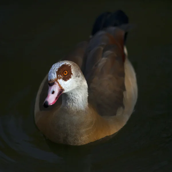 Närbild porträtt av en egyptisk gås (alopochen aegyptiacus) på den mörka naturliga bakgrunden (simmar i dammen). — Stockfoto