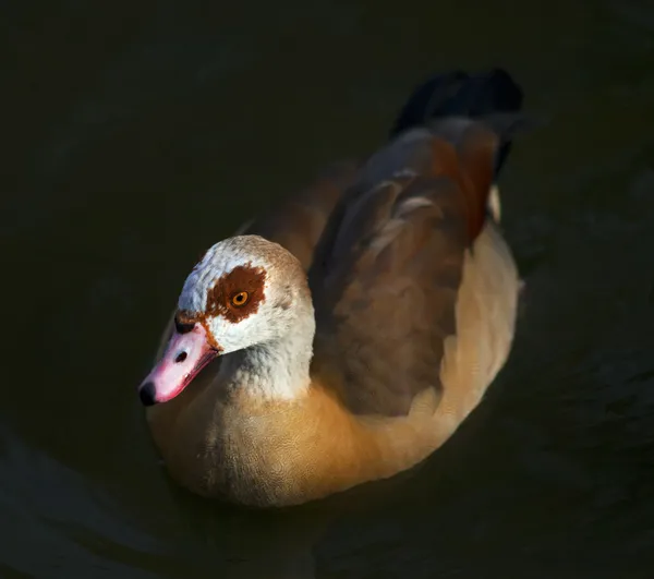 Retrato de perto de um ganso egípcio (Alopochen aegyptiacus) no fundo natural escuro (nadando na lagoa ). — Fotografia de Stock