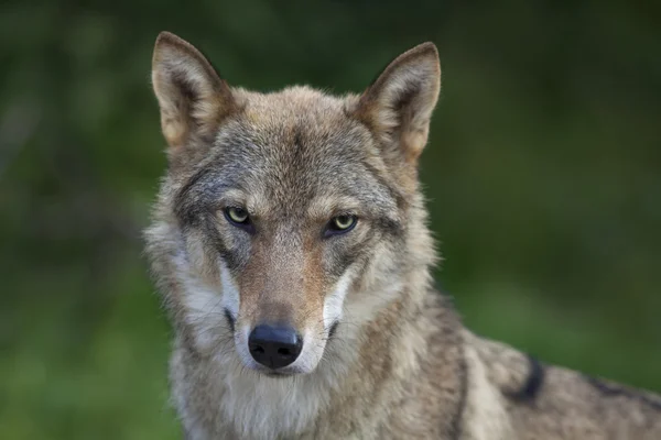 Auge in Auge Porträt mit grauem Wolfsweibchen auf grünem Hintergrund. — Stockfoto