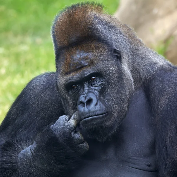 Задумчивое выражение лица гориллы мужского пола, серебристого цвета, семейной крышки . — стоковое фото