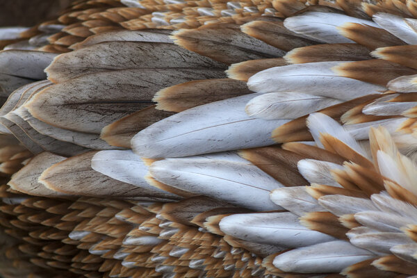 A macro shot of a young pink pelican feathers.