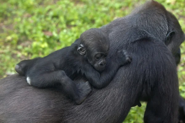 A little rider on his mother back. Gorilla female with her baby. — Stock Photo, Image