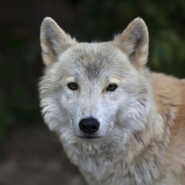 Nahaufnahme Porträt eines Polarwolfmännchens. — Stockfoto