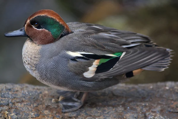 A side view of Southern Wigeon (Anas sibilatrix), in natural surrounding. A full length macro portrait. — Stock Photo, Image