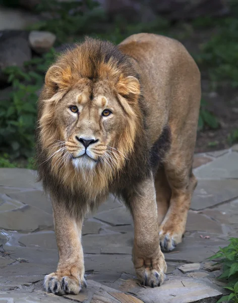 Stare full-size full portrait of a young Asian lion. Vertical image. — Stock Photo, Image