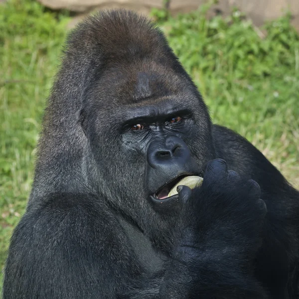 A gorilla male, silverback, leader of monkey family, is eating banana. — Stock Photo, Image