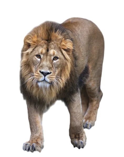 Stare full-size full portrait of a young Asian lion on white background. — Stock Photo, Image