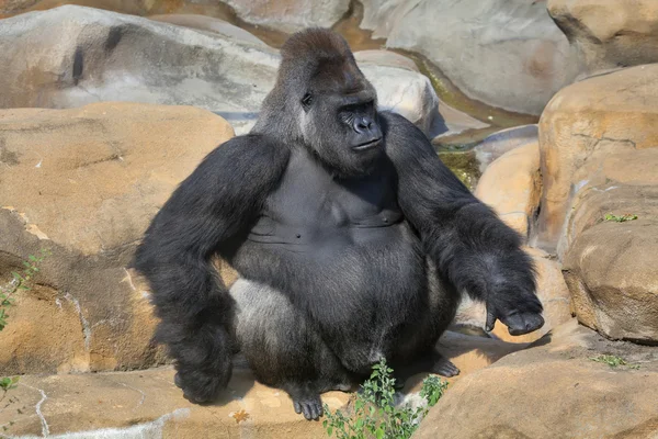 Retrato em tamanho real de um gorila macho, silverback severo, sobre fundo de rocha . — Fotografia de Stock