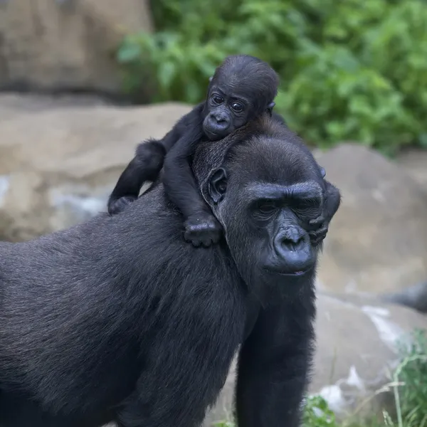 A little gorilla baby is raiding on his mother. — Stock Photo, Image