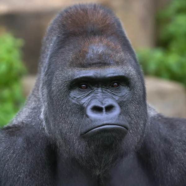 Closeup portrait of a gorilla male, severe silverback, on rock background. — Stock Photo, Image