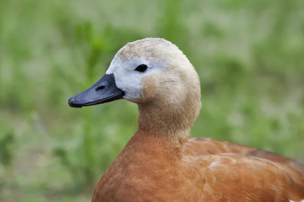 Retrato de cara lateral de un pato, muy hermoso pato naranja, Tadorna ferruginea . — Foto de Stock