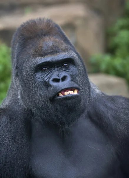A gorilla male, silverback, leader of monkey family, shows his huge fangs. — Stock Photo, Image