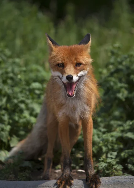 Face portrait of a red fox male with open chaps. — Stock Photo, Image