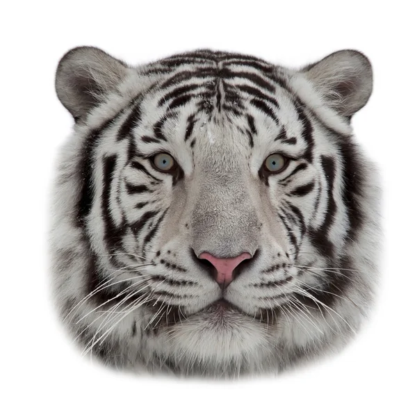 Взгляд белого бенгальского тигра в снежинках . — стоковое фото