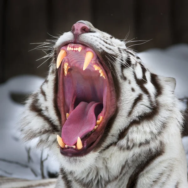 Een witte Bengaalse tijger toont tandarts zijn tanden. — Stockfoto