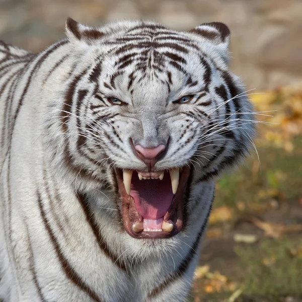 The grin of a white bengal tiger. — Stock Photo, Image