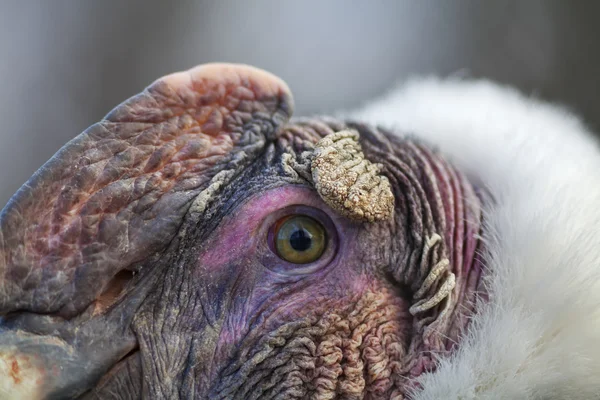 Portrait rapproché du Condor andin (Vultur gryphus) est un grand vautour noir avec une frange de plumes blanches entourant la base du cou . — Photo