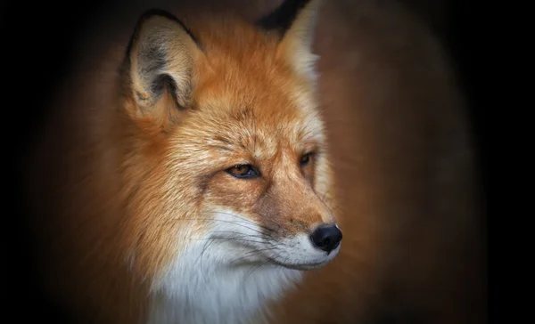 Porträtt av en red fox hane på svart bakgrund, vulpes vulpes. — Stockfoto