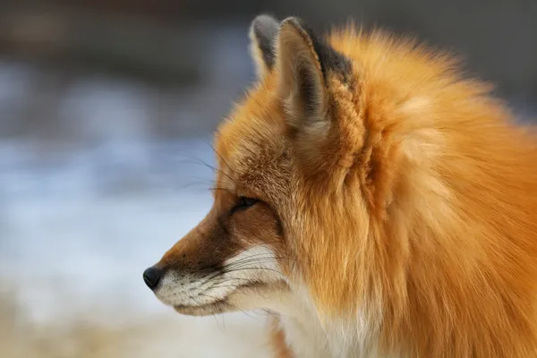 Retrato de cara lateral de un macho zorro rojo, vulpes vulpes, sobre fondo borroso . — Foto de Stock