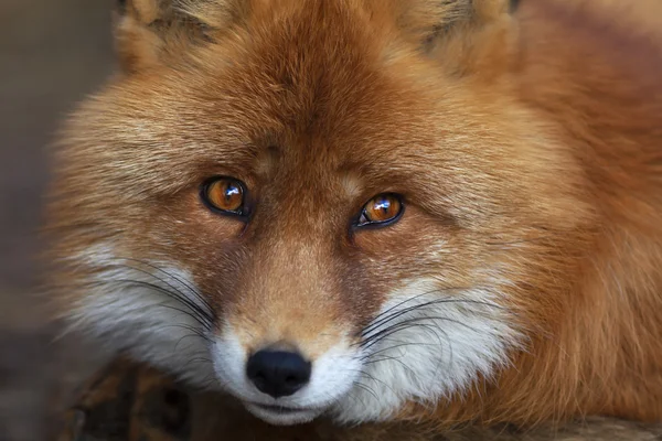 Retrato facial de un zorro rojo macho, vulpes vulpes . — Foto de Stock