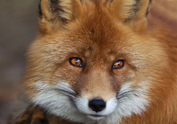 Face portrait of a red fox male, vulpes vulpes. — Stock Photo, Image