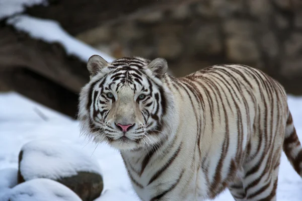 Pohled z klidu bílý tygr bengálský v zimním lese. — Stock fotografie