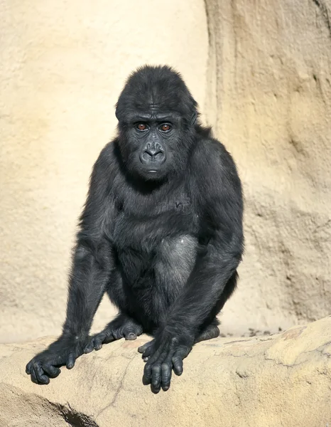 Ein ganzseitiges Porträt eines jungen Gorillamännchens mit dämonisch orangen Augen. — Stockfoto