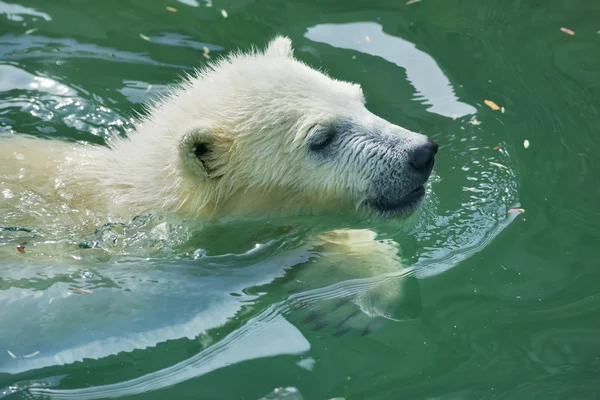 A white bear cub is enjoying in pool. Royalty Free Stock Images
