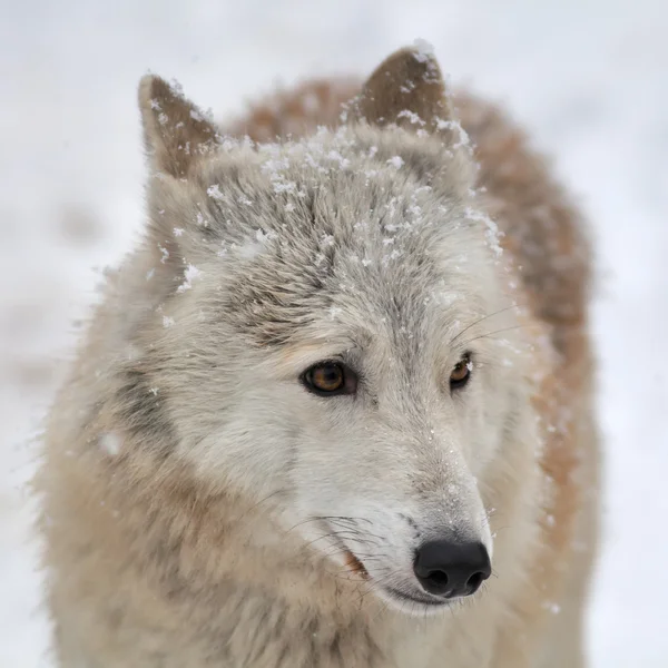 Nahaufnahme Porträt eines Polarwolf-Weibchens mit Schneeflocken auf der Stirn. — Stockfoto