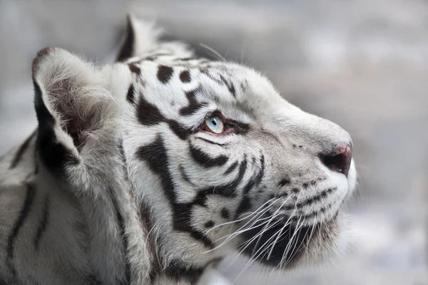 Portret van een witte Bengaalse tijger close-up. — Stockfoto