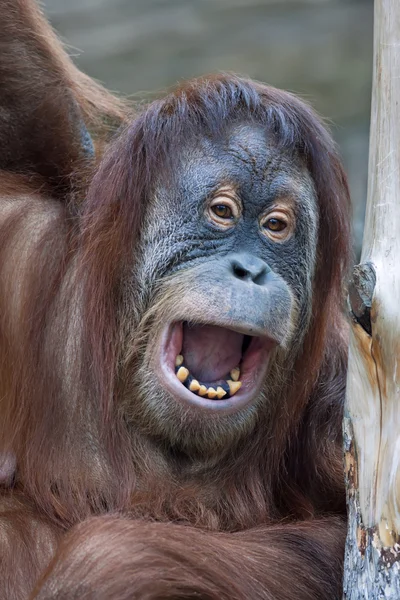 Genç orangutan ile kadın portresi closeup açık deri pantolon. — Stok fotoğraf