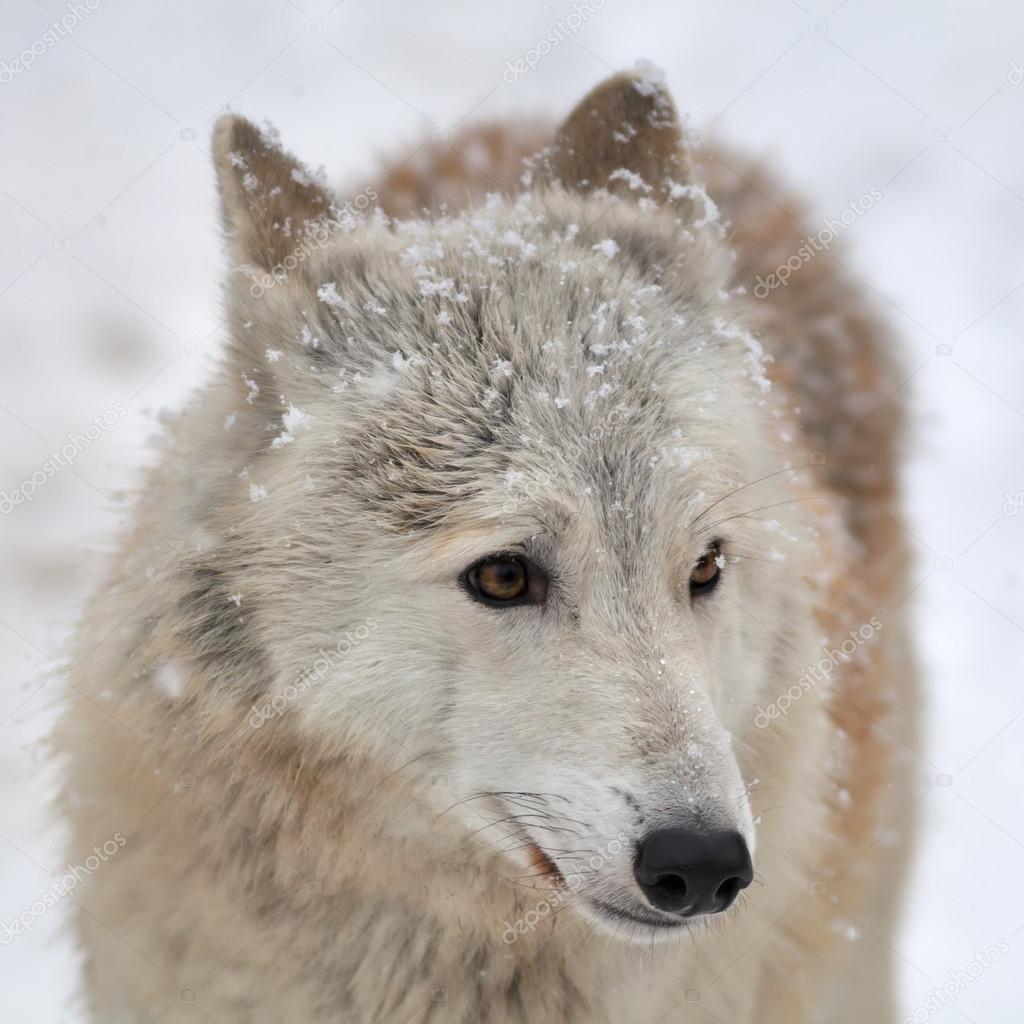 Closeup portrait of a polar wolf female with snowflakes on her forehead.