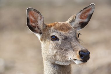 bir eksen geyik üzerinde kadın portresi closeup arka plan bulanıklık.