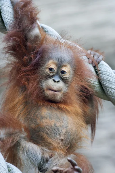 En ung orangutang efter torget måltid. — Stockfoto