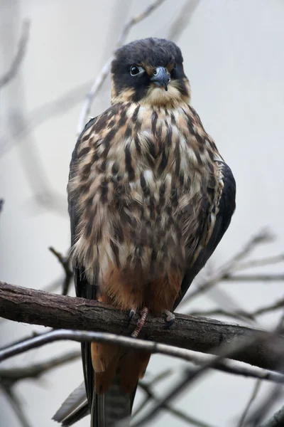 Fullsize portrait of a Hobby (Falco subbuteo), single captive bird on branch — Stock Photo, Image