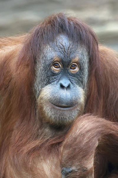 Okuma düşünceler bir orangutan dişi bak. — Stok fotoğraf