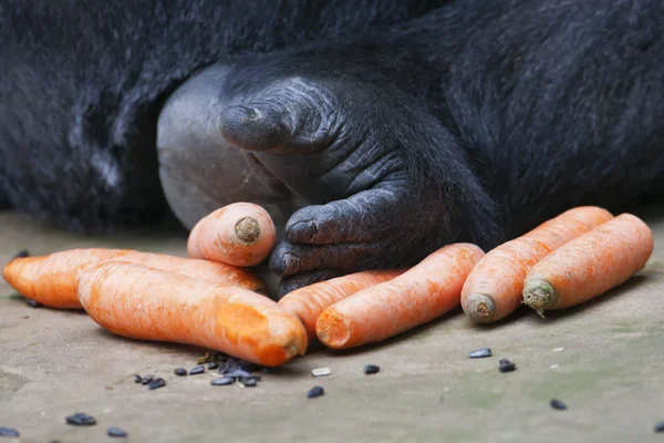 Retrato de close-up de uma pata de gorila com comida (sementes de cenoura e girassol ). — Fotografia de Stock