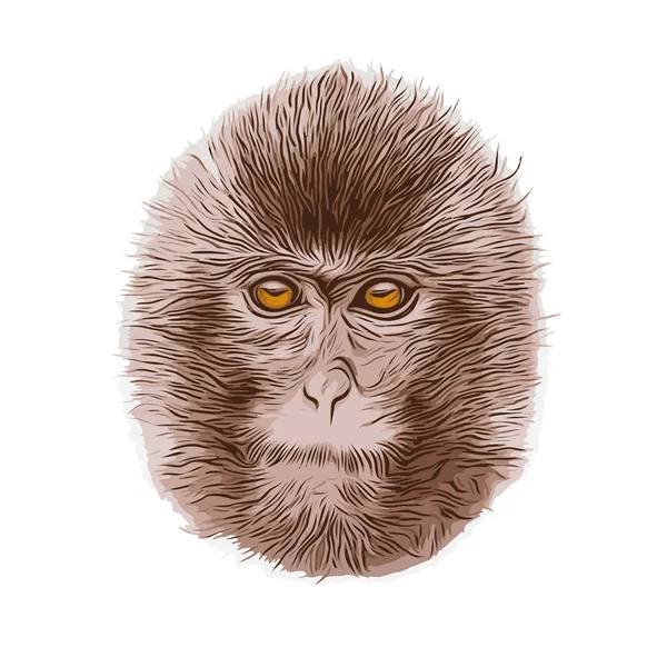 Grunge stil porträtt av en ung japansk makak eller snö apa. — Stock vektor
