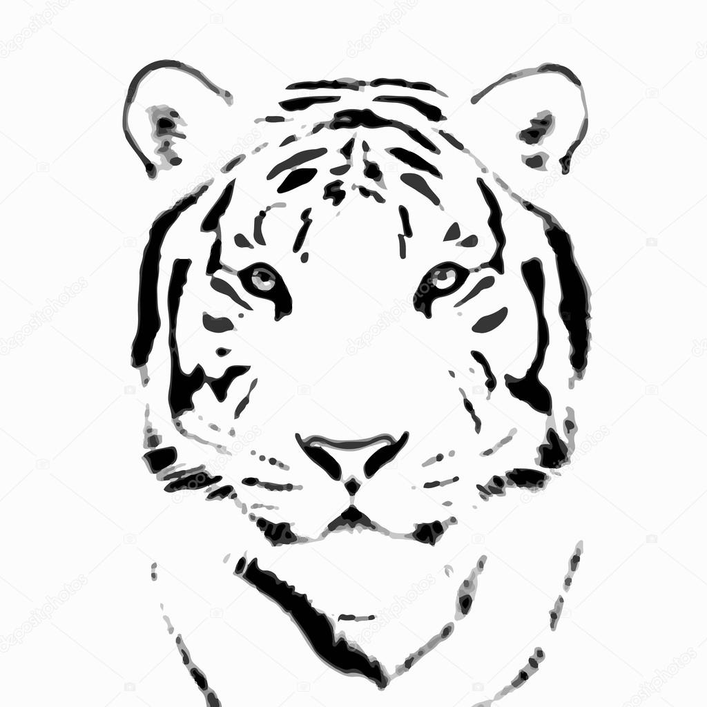 Bengal tiger sketch silhouette, isolated on white background.