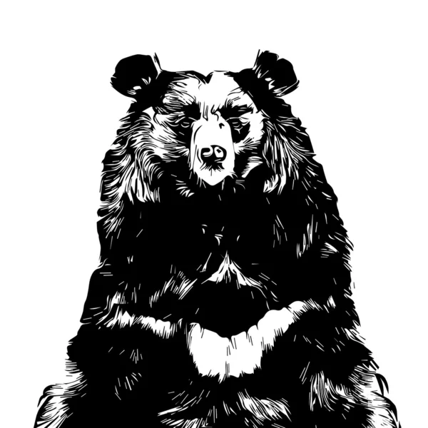 Face à face avec un ours noir asiatique. La bête omnivore himalayenne, Ursus thibetanus, belle et dangereuse . — Image vectorielle