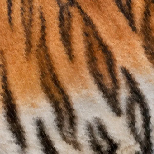Kleurrijke abstracte vierkante textuur van Siberische tijgerin met oranje, zwart en witte strepen. — Stockvector