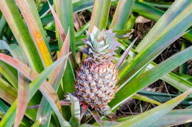 aislado en una plantación de piña