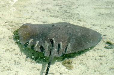 Stingray