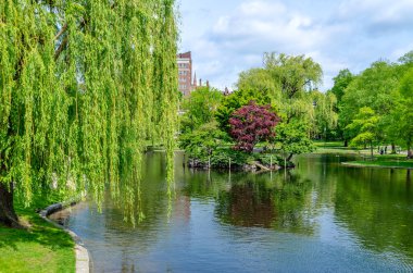 güneşli bir günde bir Boston garden